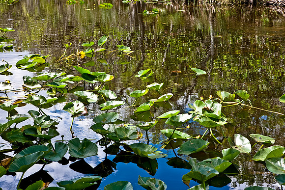 2528_EVERGLADES_MIAMI_FLORIDA_200903016_5L8Y2745