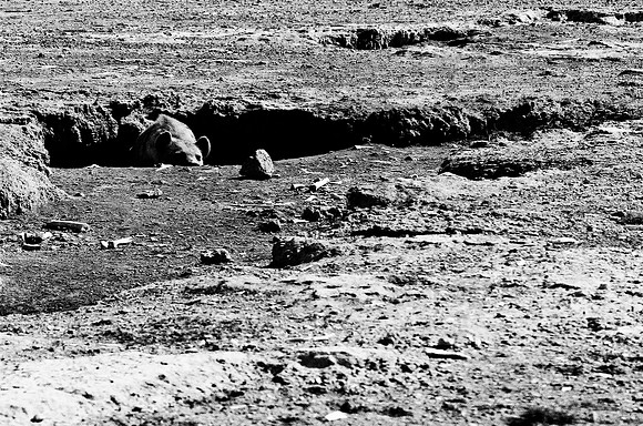 B3_82005_BW_194_New_Masa_Mara_Africa_89_15