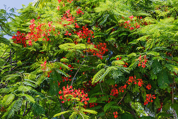 20160713_Key_West_Louies_Backyard__75A0512