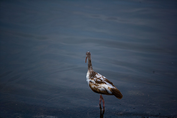 85546_ZV4N_7216-5_Miami_To_Sanibel_Island_FL_USA