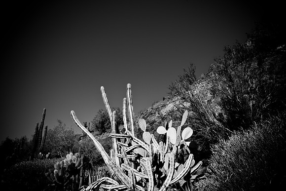 0031_La_Arizona_5L8Y5224