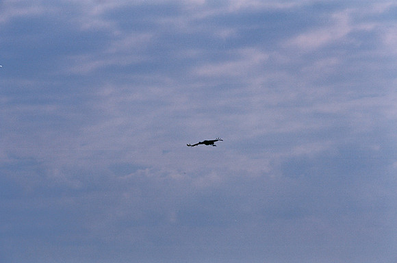 84694_EVERGLADES 33942R5__Azuley-R5-8A
