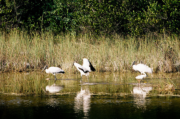84694_EVERGLADES 33936__Azuley-R3-15