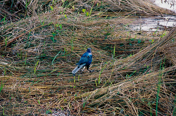 84694_EVERGLADES 33936__Azuley-R1-30A