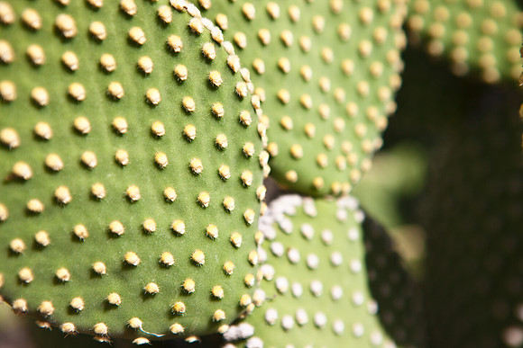 0031_La_Arizona_5L8Y5263