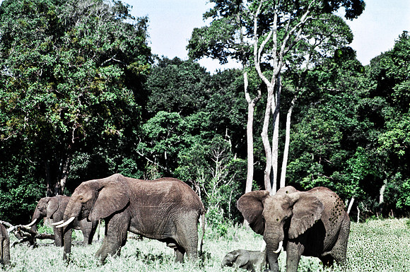 55392_SL_COLOR_ELEPHANTS_MASAI_KENYA_AFRICA_1989-2