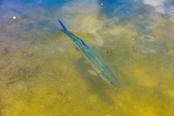 20160711_Key_West_75A0136
