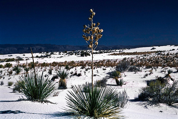 47895_B16_SL_COLOR_LA_MESILLA0_TO_WHITE_SOUNDS_NAT_MNY_HWY20_NM_97_2404.jpg