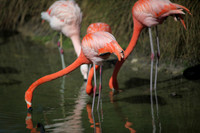 4975_DG_Fisher_Flamingos_Miami_FL_2010_IMG_0031