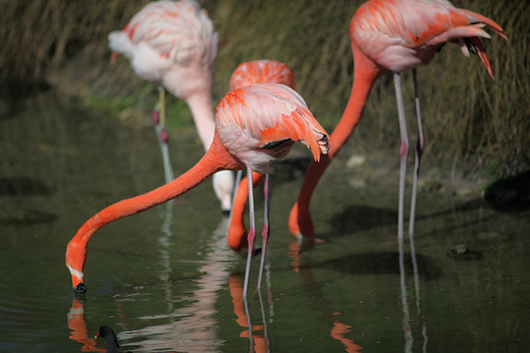 4975_DG_Fisher_Flamingos_Miami_FL_2010_IMG_0031