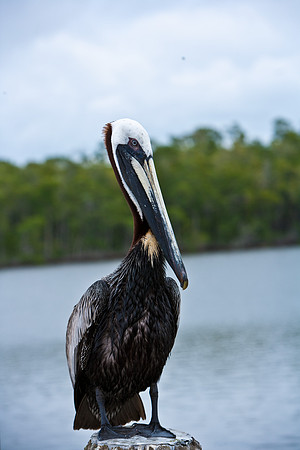 84681_ZV4N_7973_FL_USA_2008
