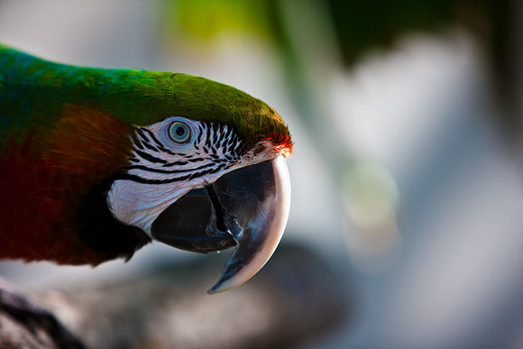 2903_DG_Island_Fisher_Birds_5l8Y_2915