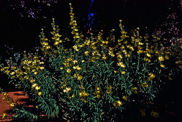 47703_B12_SL_COLOR_SEDONA_TO_CATHEDRAL_ROCK_TO_ENCHANTON_RESORT_AZ_97_10.jpg