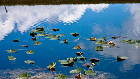 2527_EVERGLADES_MIAMI_FLORIDA_AOM_20090315__A0M1160