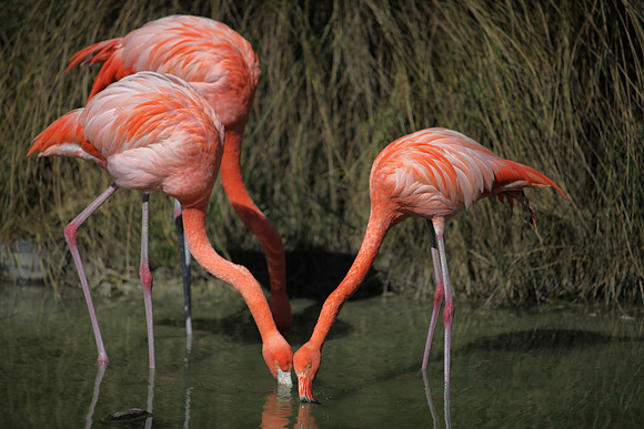 4975_DG_Fisher_Flamingos_Miami_FL_2010_IMG_0136