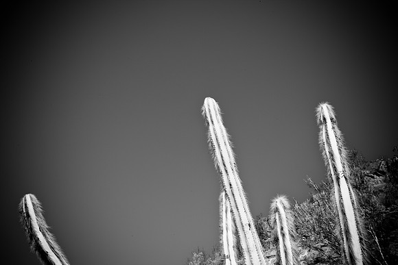 0031_La_Arizona_5L8Y5220