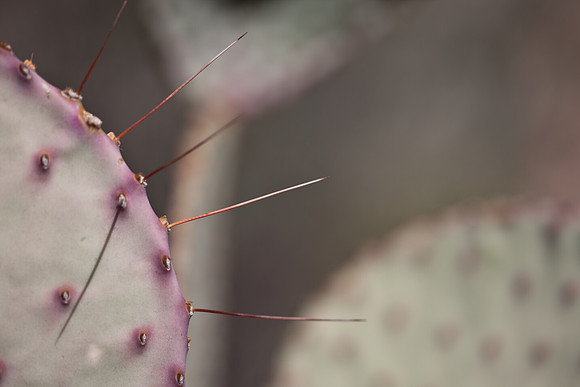 0031_La_Arizona_5L8Y5589