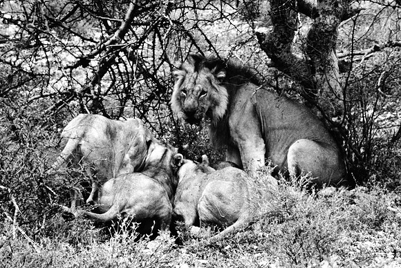 55444_SL_COLOR_LIONS_SUMBURU_KENYA_AFRICA_1989