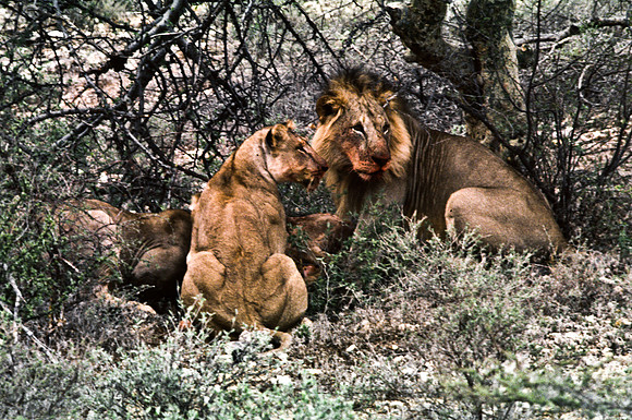 55444_SL_COLOR_LIONS_SUMBURU_KENYA_AFRICA_1989_17