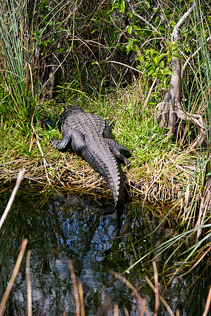 84673_ZV4N_1388_Everglades_Shark_Valley_FL_USA
