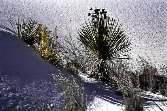 47896_B16_SL_COLOR_LA_MESILLA0_TO_WHITE_SOUNDS_NAT_MNY_HWY20_NM_97_1919.jpg