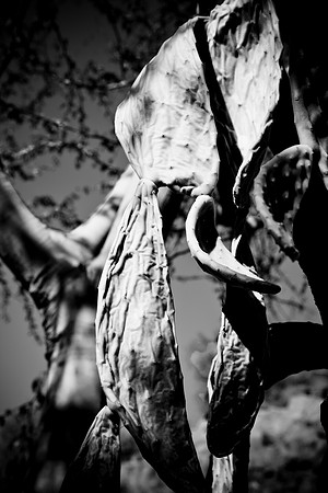 0031_La_Arizona_5L8Y5298