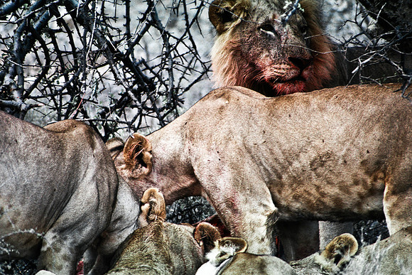 55449_SL_COLOR_LIONS_SUMBURU_KENYA_AFRICA_1989_4