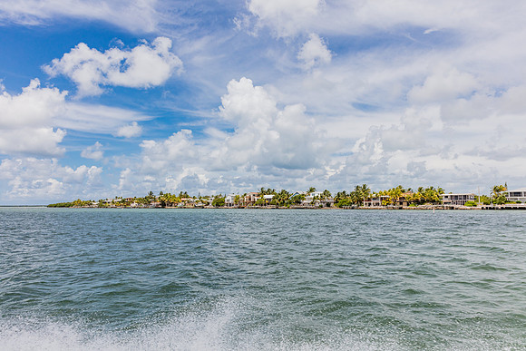 20160714_Key_West_Little_Palm__75A0590