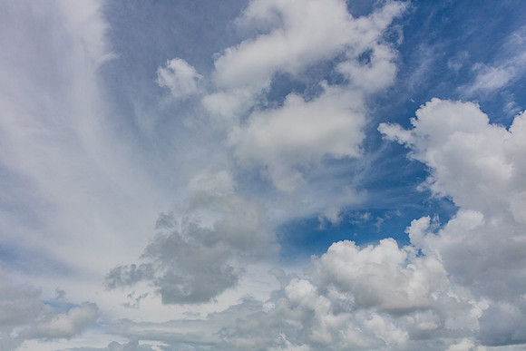 20160714_Key_West_Little_Palm__75A0595