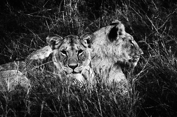55460_SL_COLOR_LIONS_MOUNT_KENYA_AFRICA_1989_17