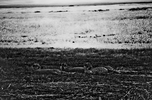 B3_82005_BW_194_New_Masa_Mara_Africa_89_27