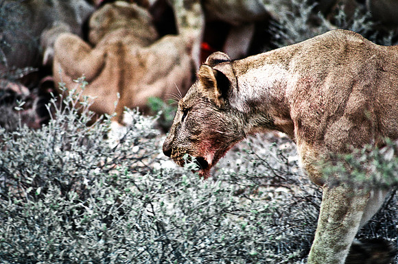 55447_SL_COLOR_LIONS_SUMBURU_KENYA_AFRICA_1989_3