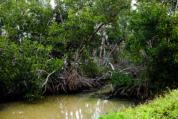 85531_20080322-ZV4N7380_Miami_To_Sanibel_Island_Florida_Everglades_FL_USA