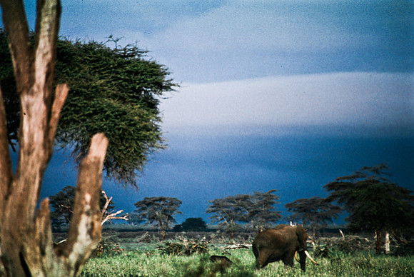55395_SL_COLOR_ELEPHANTS_KILIMANJARO_KENYA_AFRICA_1989_9