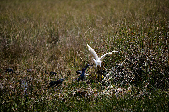84673_ZV4N_1430_Everglades_Shark_Valley_FL_USA