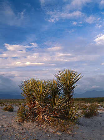 4000_20080719_ADS_Mexican_Landscape_Mexico_131