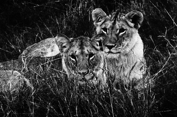 55460_SL_COLOR_LIONS_MOUNT_KENYA_AFRICA_1989_18