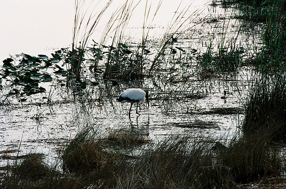 84694_EVERGLADES 33936__Azuley-R1-35A 1