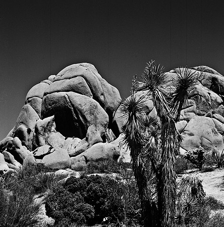 2335_FM_BW_SQ_JOSHUA_TREE_CA_02_6.jpg
