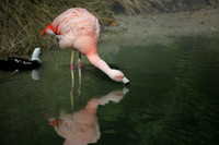 4975_DG_Fisher_Flamingos_Miami_FL_2010_IMG_0025