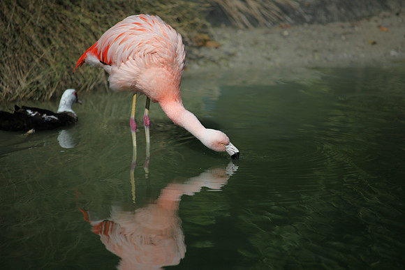 4975_DG_Fisher_Flamingos_Miami_FL_2010_IMG_0025