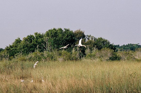 84694_EVERGLADES 33936__Azuley-R2-13