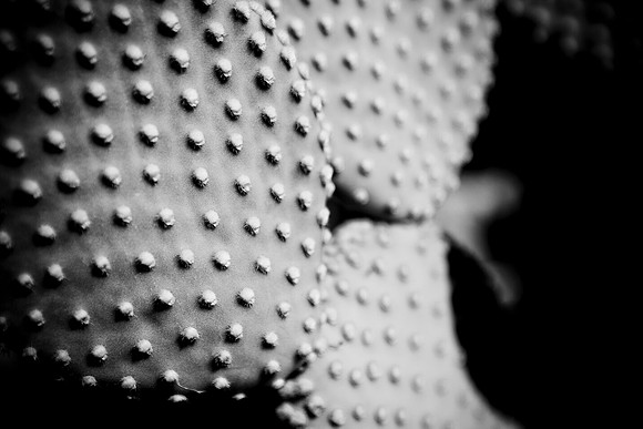 0031_DG_Cactus_Scottsdale_AZ_USA_2009_5L8Y5262