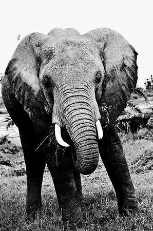 B3_82007_BW_194_New_Masa_Mara_Africa_89_11