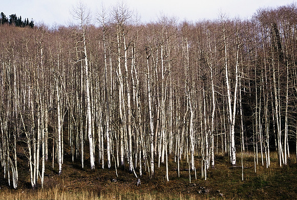 47476_B5_SL_COLOR_SAN_JUAN_NAT_FORREST_TO_TELLURIDE_TO_DOLORES_HWY195_COLORADO_WY_97_06.jpg