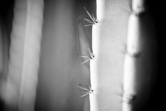0031_DG_Cactus_Scottsdale_AZ_USA_2009_5L8Y5146