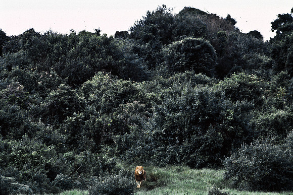 55458_SL_COLOR_LIONS_ABERDEN_KENYA_AFRICA_1989_12