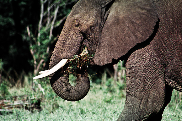 55394_SL_COLOR_ELEPHANTS_MASAI_KENYA_AFRICA_1989_5