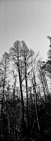 7749_FL_BW_LOUISIANA_01_15.jpg