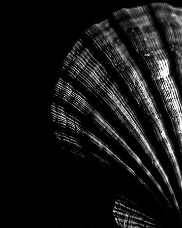 42453_FM_4X5_BW_LION_PAW_SHELLS_FL_04_07.jpg